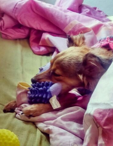 {Meu Pet} – Quando passei a amar a Mel
