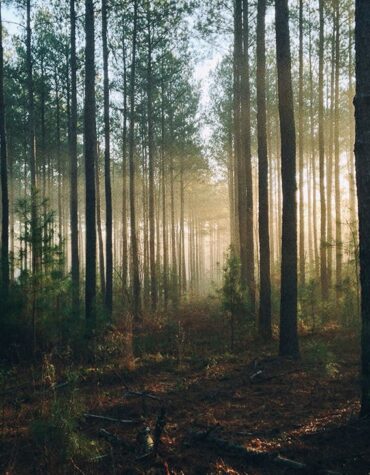 THE WOODS (SILÊNCIO NA FLORESTA) | NETFLIX